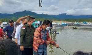 Gubernur Sulteng dan Wakil Bupati Parigi Moutong Panen Udang Vaname di Sijoli 