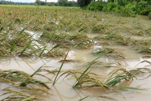 Terdampak Banjir, Petani di Balinggi Minta Bantuan Normalisasi Sungai