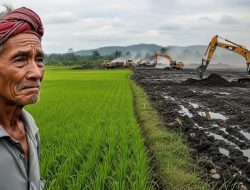 Pilih Emas atau Beras? Ketika Status Lumbung Beras Itu Terancam Hilang