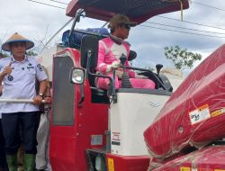 Dua Panen Satu Tekad: Dari Toribulu hingga Kasimbar, Bupati Erwin Burase Kobarkan Semangat Kebangkitan Pertanian Parigi Moutong