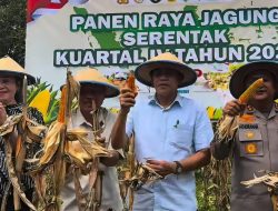 Panen Jagung Serentak, Bupati: Perkuat Ketahanan Pangan Parigi Moutong