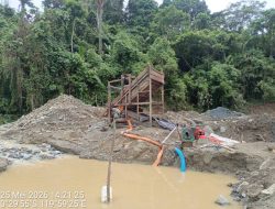 Bara Liar di Hutan Ampibabo: Ketika Alat Berat Kembali Menjarah Kedalaman Tombi