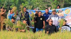 Erwin Burase Menuai Padi dari Sawah yang Baru Dicetak