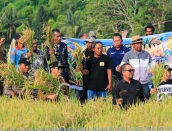 Erwin Burase Menuai Padi dari Sawah yang Baru Dicetak